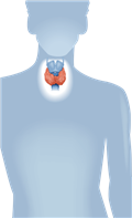 Щитовидная железа - информационный портал