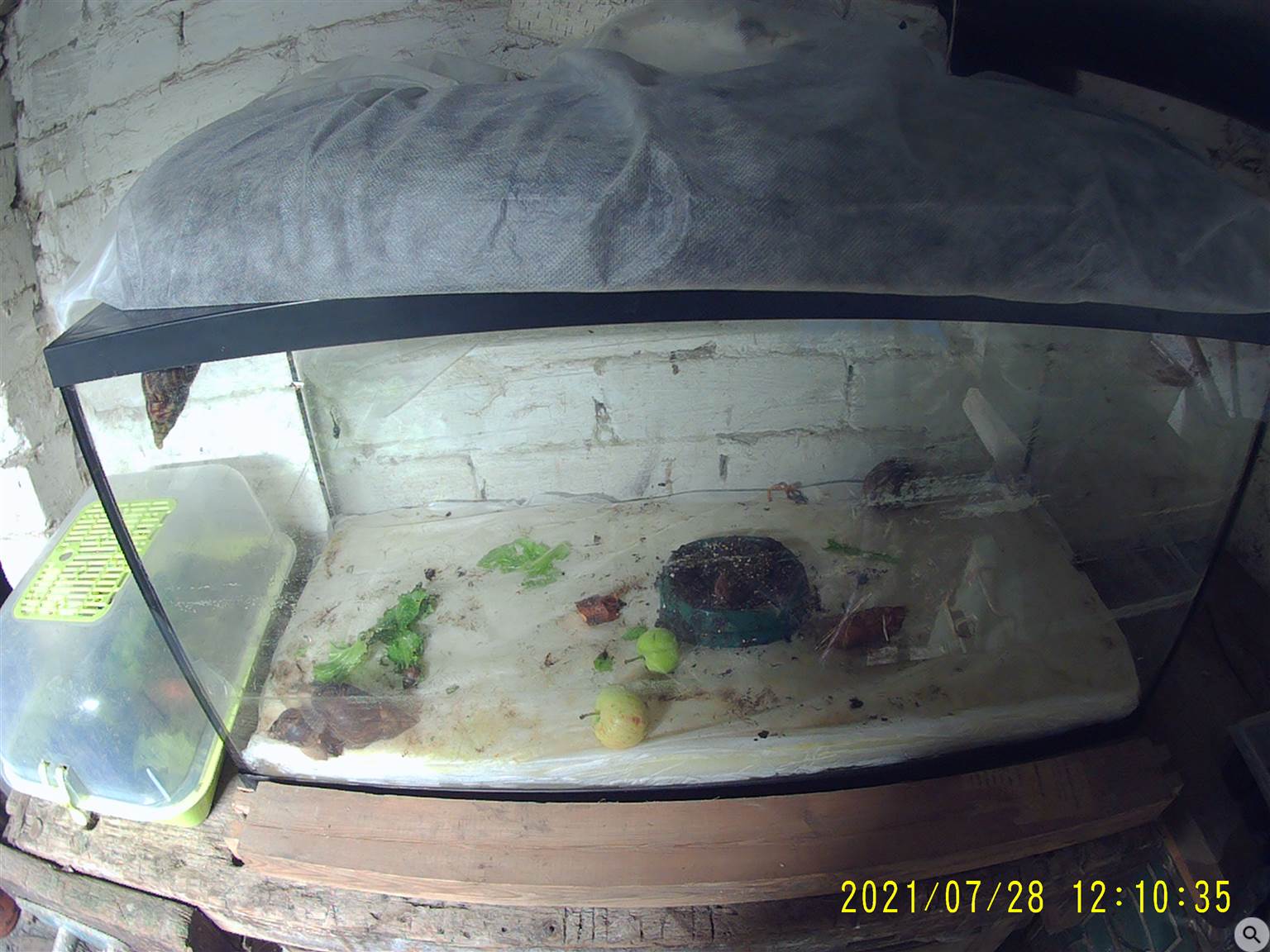 террариум с улитками