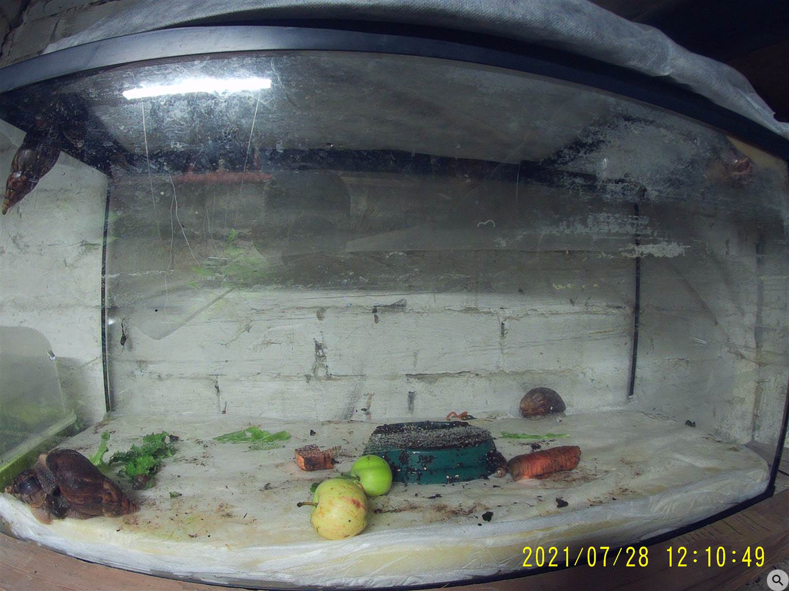 террариум с Ахатинами