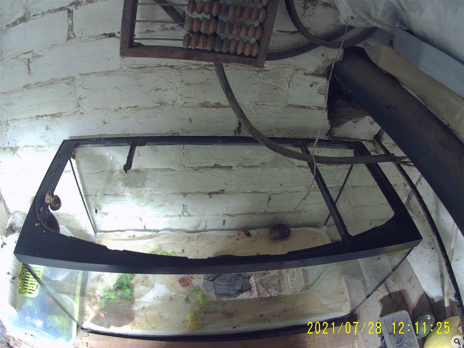 кормовая улитка Ахатина