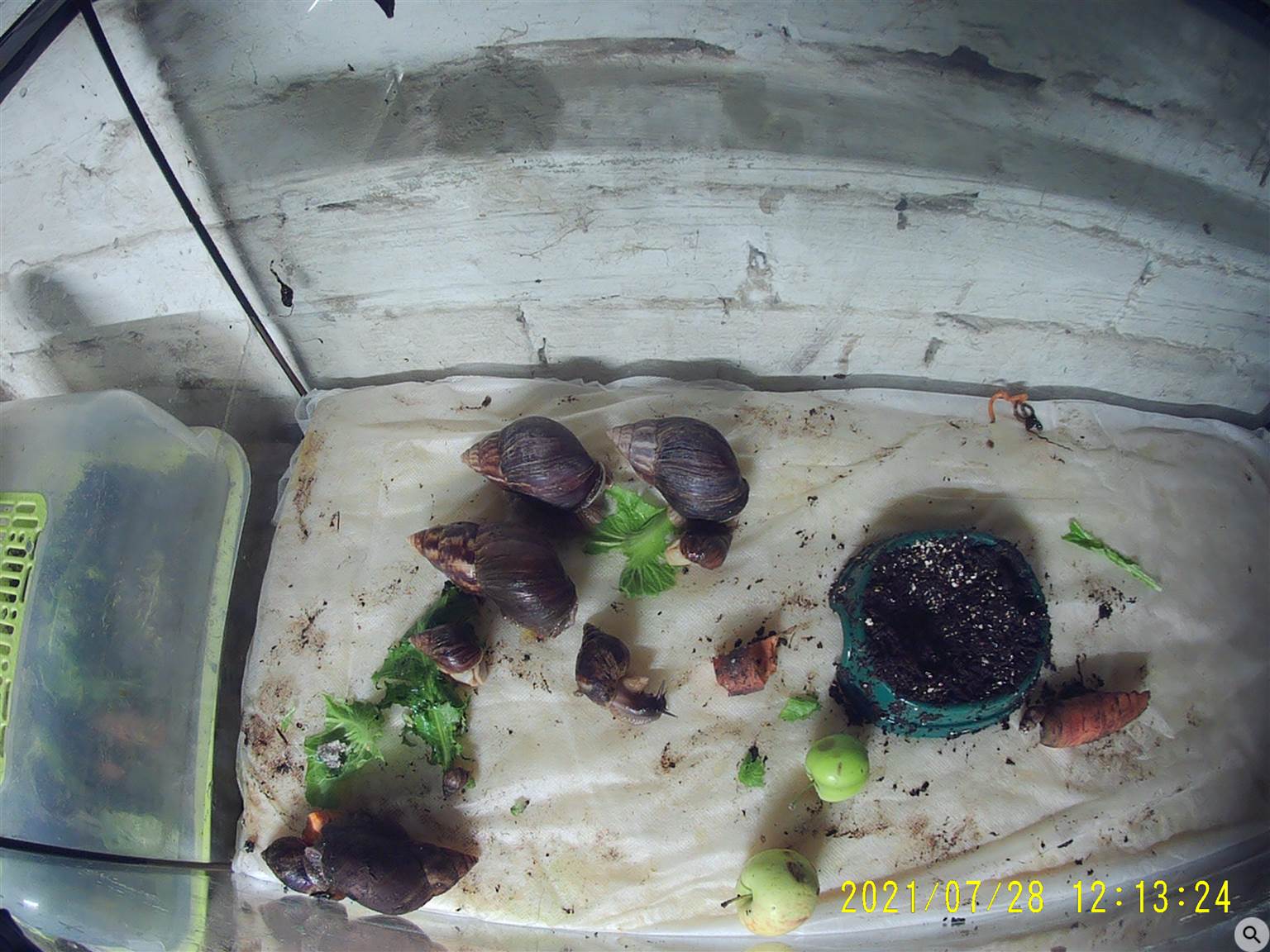 Ахатины на корм птице