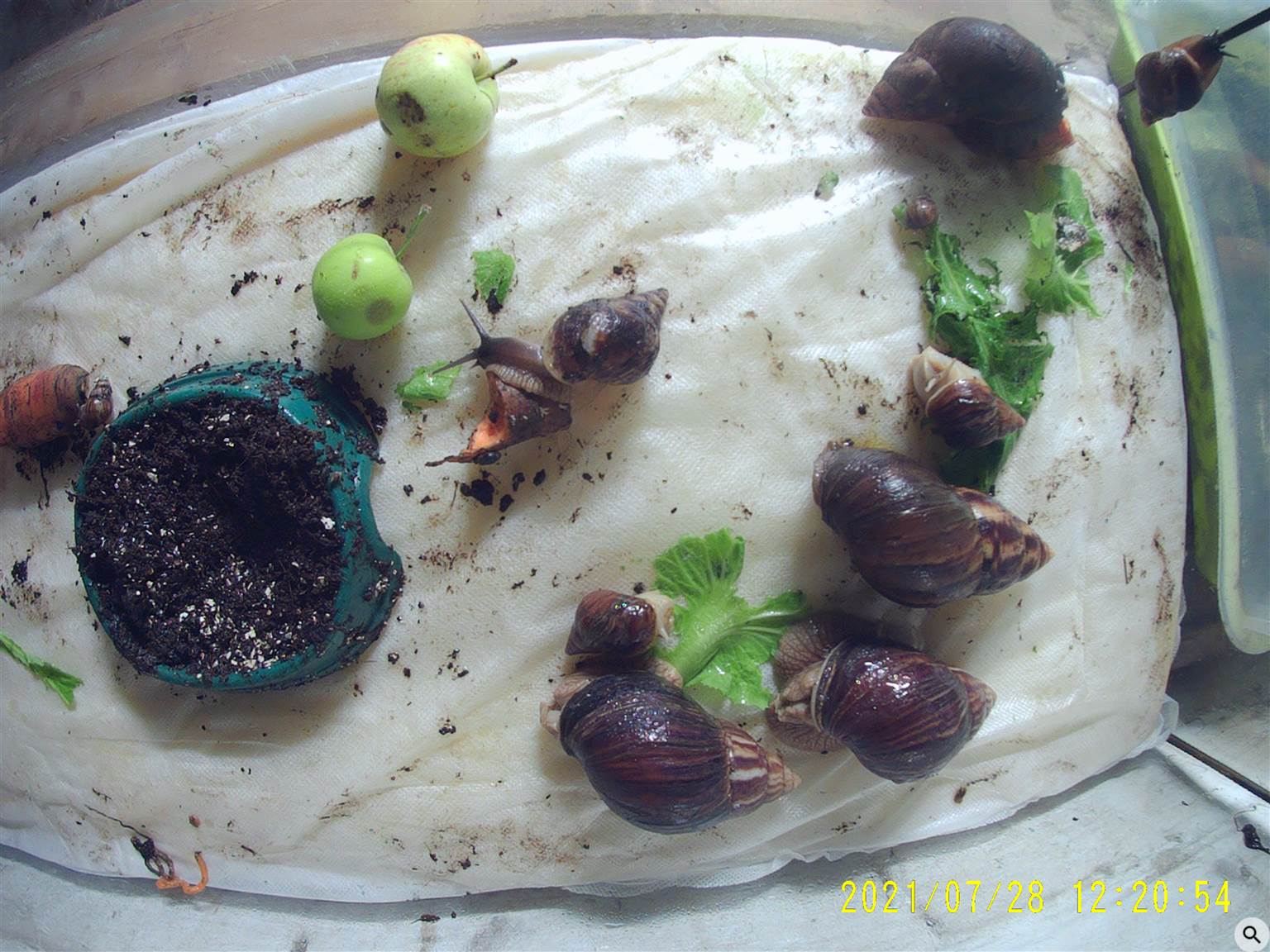 улитки на корм фазанам