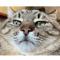 mikhail.kolesnikov.1995