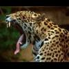 jaguaroff