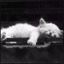 White_cat