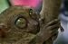 Tarsius Syrichta